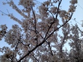 sakura20120410.JPG