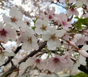 Cherry blossom!